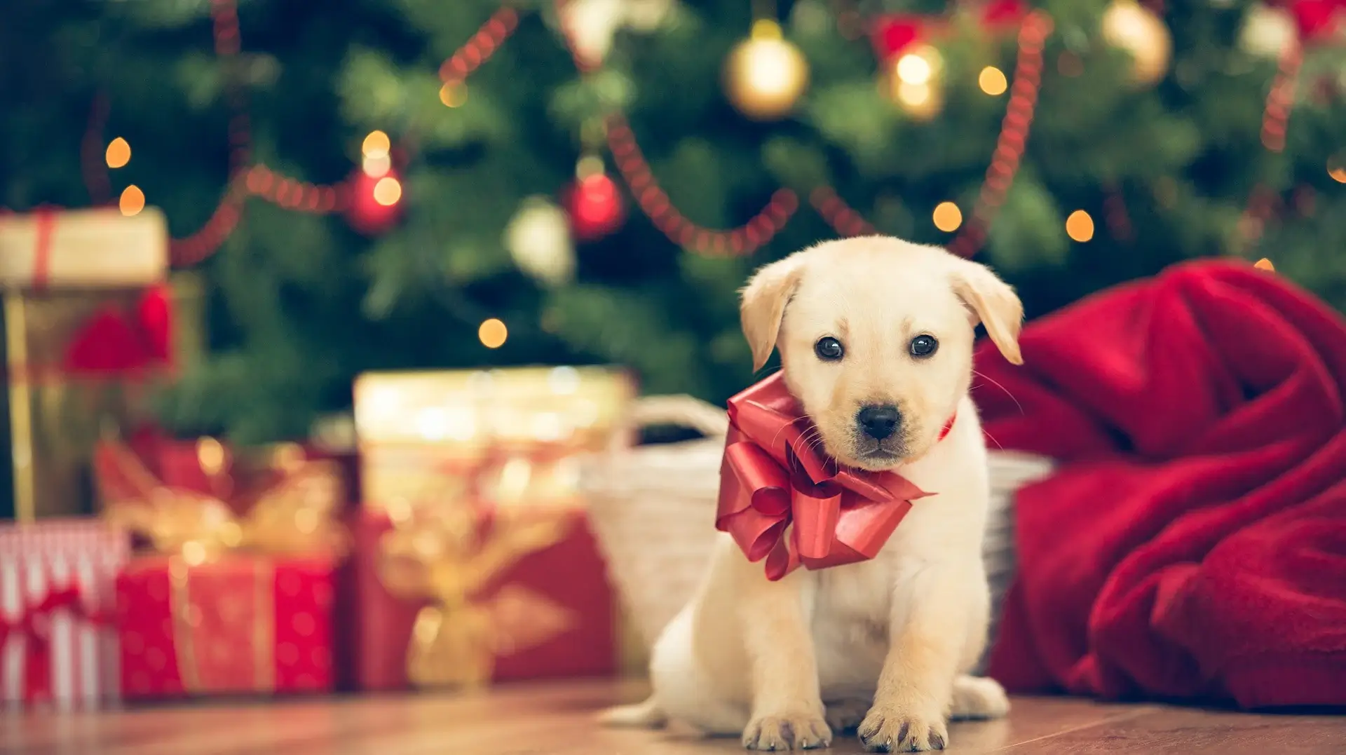 How to Make Your Holiday With Your Pet Memorable?