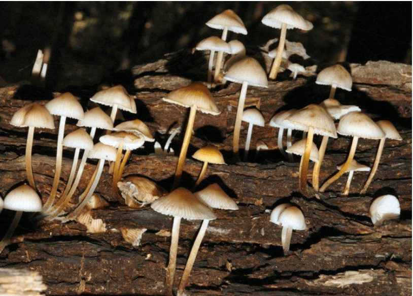 Shrooms Canada Takes the Lead with Premium Psilocybin Cubensis: Elevating Your Psychedelic Experience